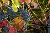 35e foire aux vins à Sigoulès samedi 17 et dimanche 18 juillet