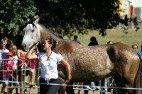 16e Fête du cheval de Saint-Astier samedi 25 et dimanche 26 août 2012