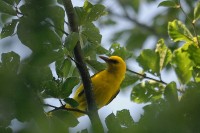 5e festival l'Arbre et l'Oiseau à Saint Pierre de Frugie jeudi 11 août